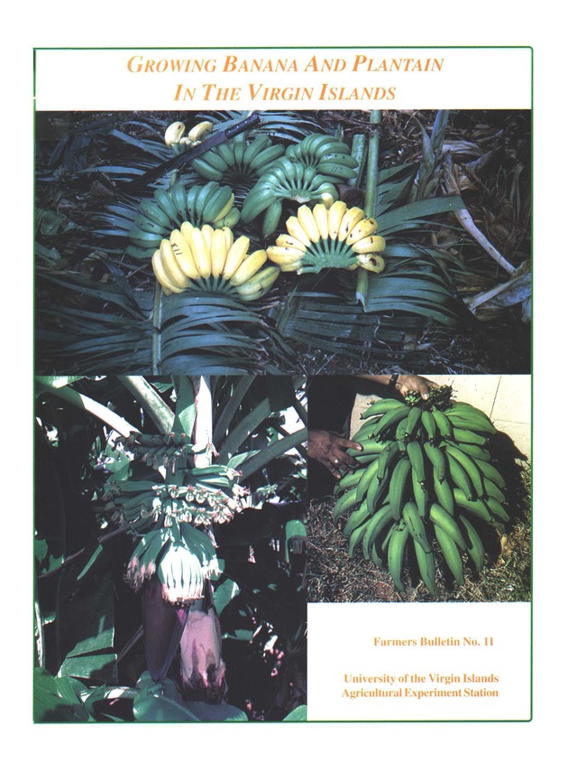 Growing banana and plantain in the Virgin Islands - Front Cover