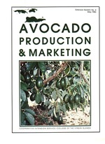 Avocado production & marketing