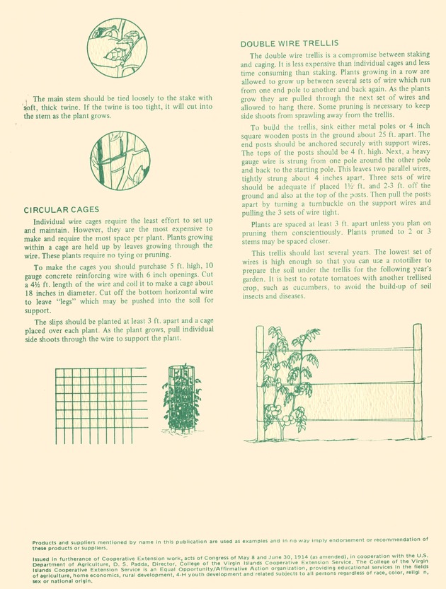 Staking and training tomato plants - 0002-Back