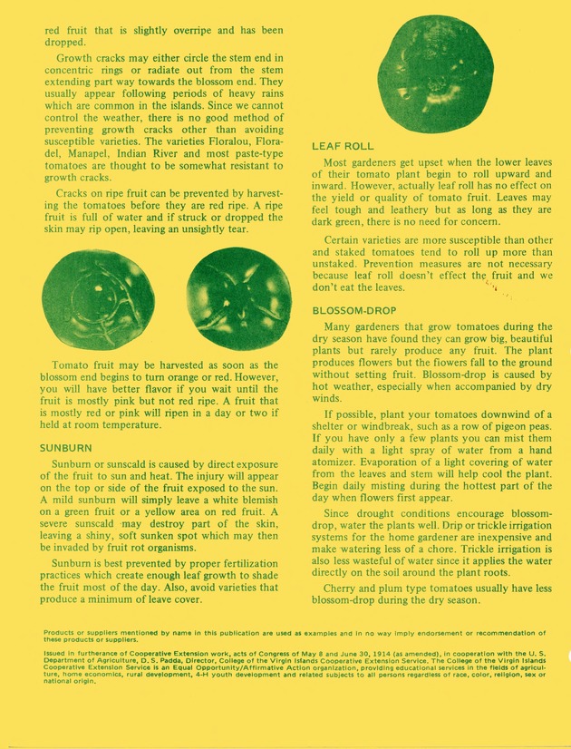 Non-disease tomato disorders : blossom-end rot, cracking, sunburn, leaf roll, blossom-drop - 0002-Back