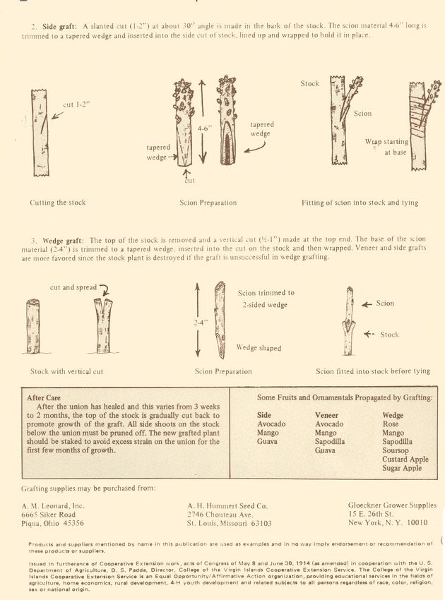 Propagation of fruit and ornamental plants by grafting - 0002