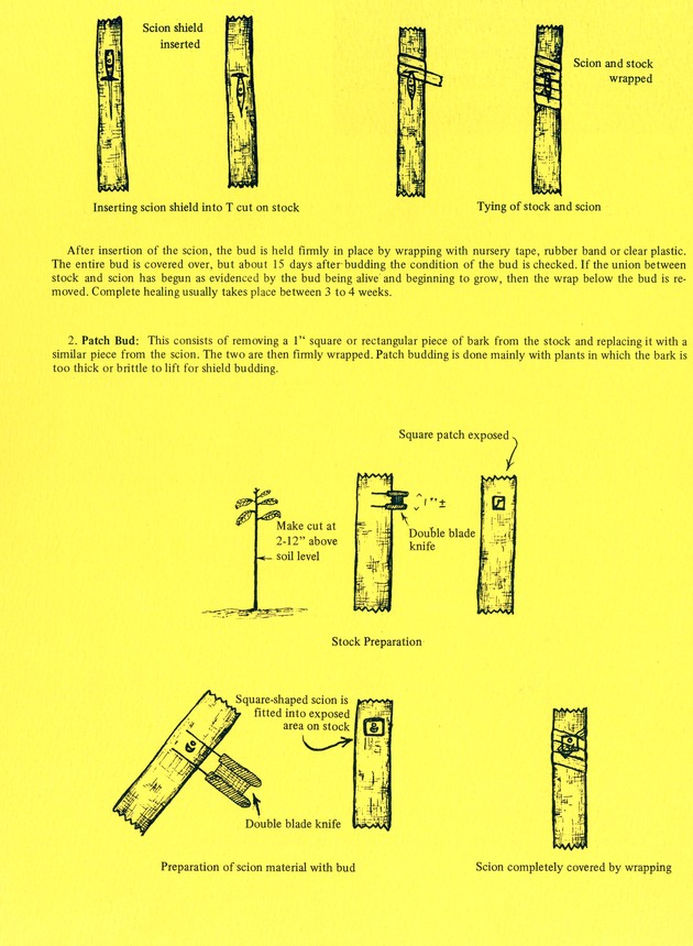 Propagation of fruit and ornamental plants by budding - 0002