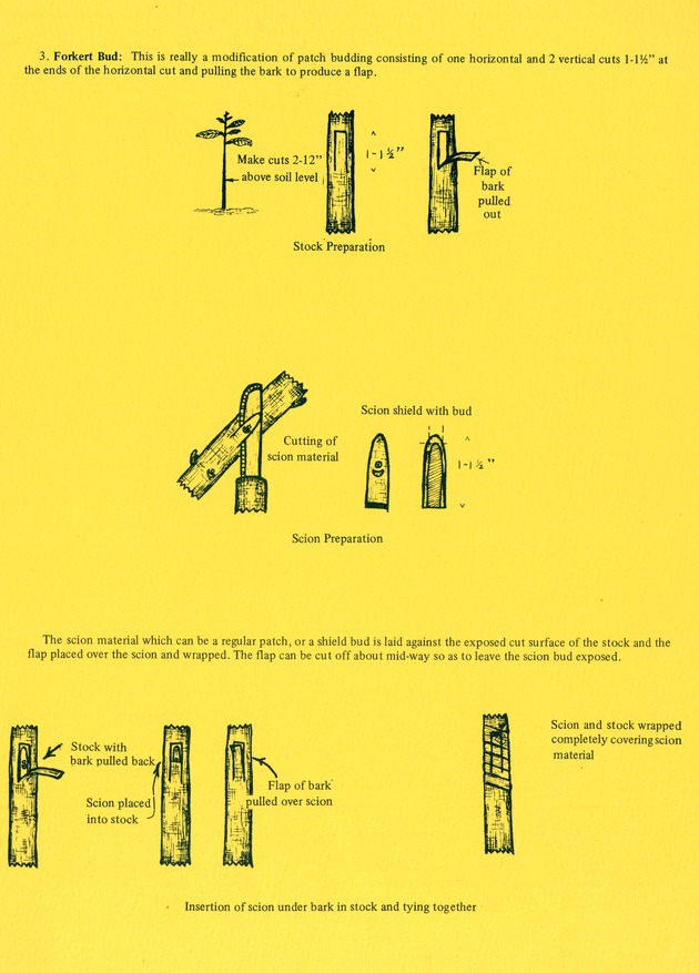 Propagation of fruit and ornamental plants by budding - 0003