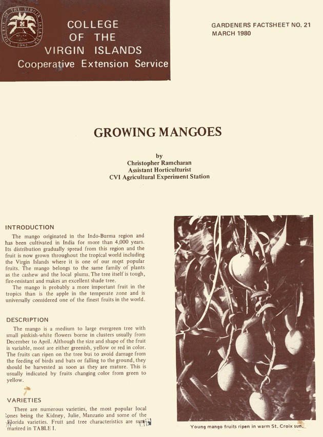 Growing mangoes - 0001