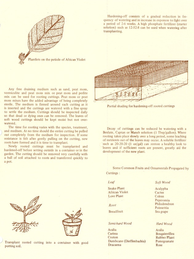 Propagation of fruit and ornamental plants by cutting - 0003