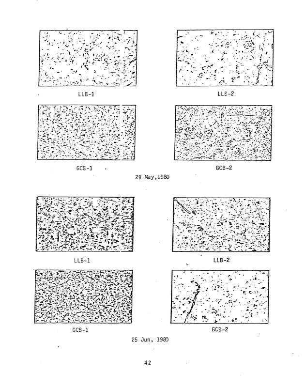 Effects of runoff from underdeveloped versus lightly developed watersheds on tropical planktonic ecosystem - 0050