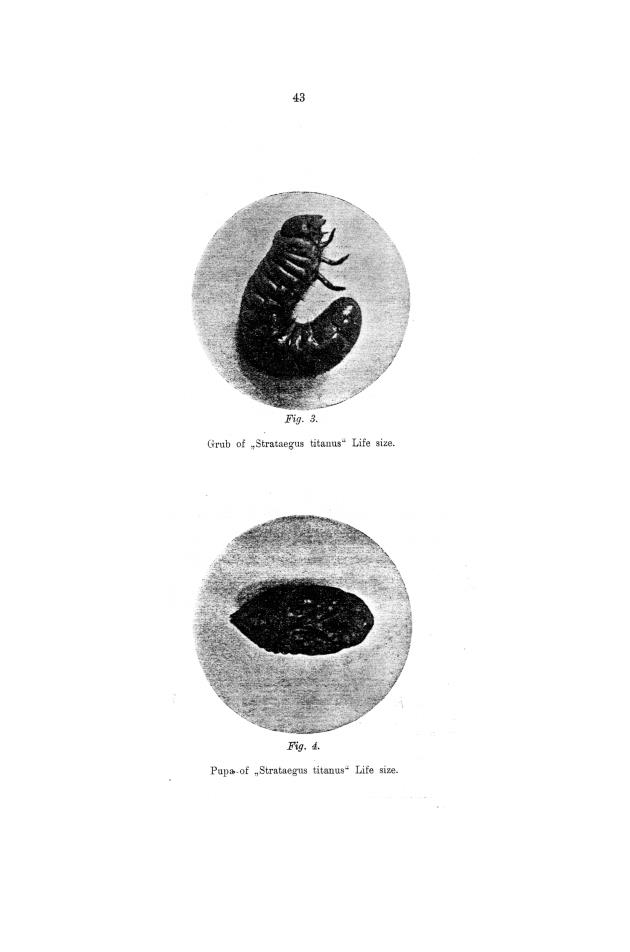 Report of the work done by the agricultural experimental station in St. Croix during the year from the 1st July 1911 to the 30th June 1912 - 0042