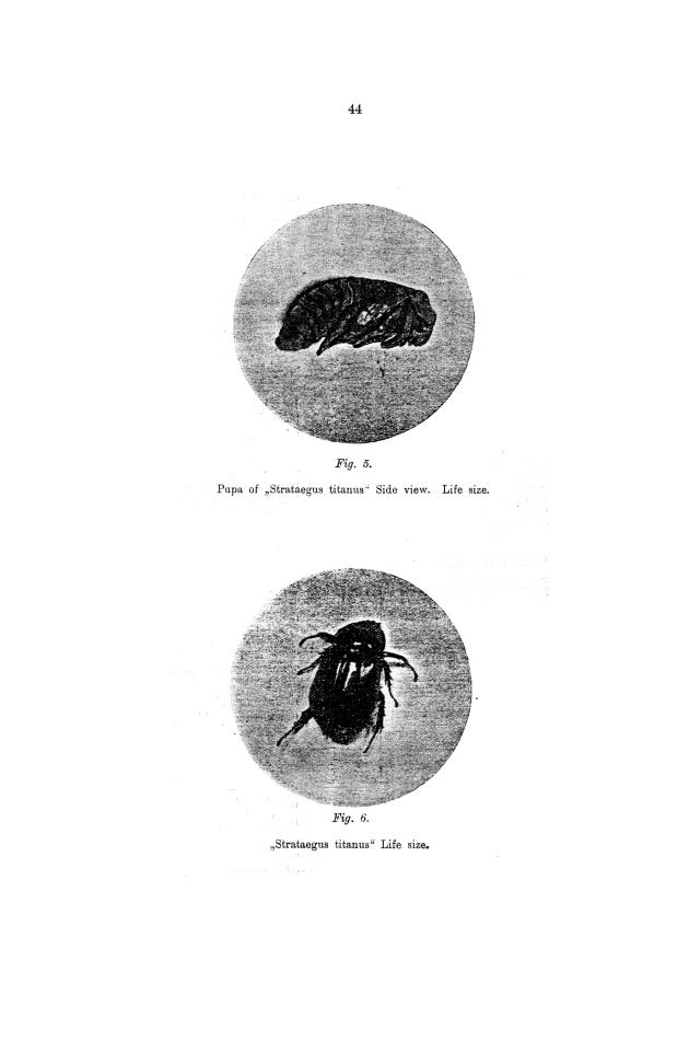 Report of the work done by the agricultural experimental station in St. Croix during the year from the 1st July 1911 to the 30th June 1912 - 0043