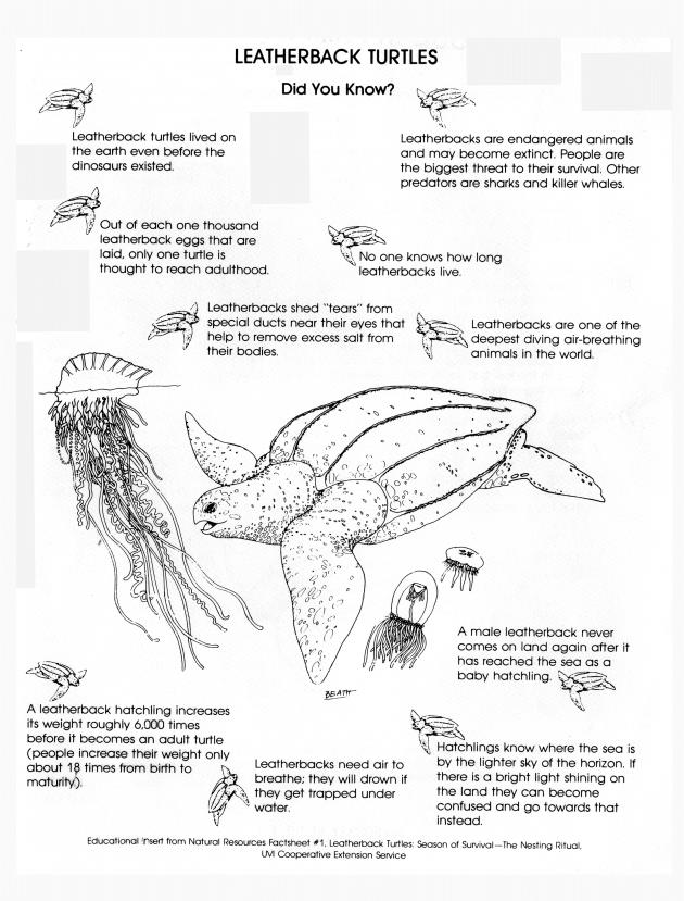 Leatherback turtles : season of survival : the nesting ritual - 0002