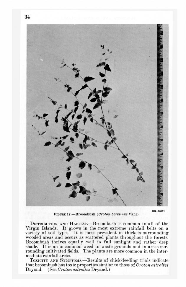 Poisonous and injurious plants of the U.S. Virgin Islands - 0040