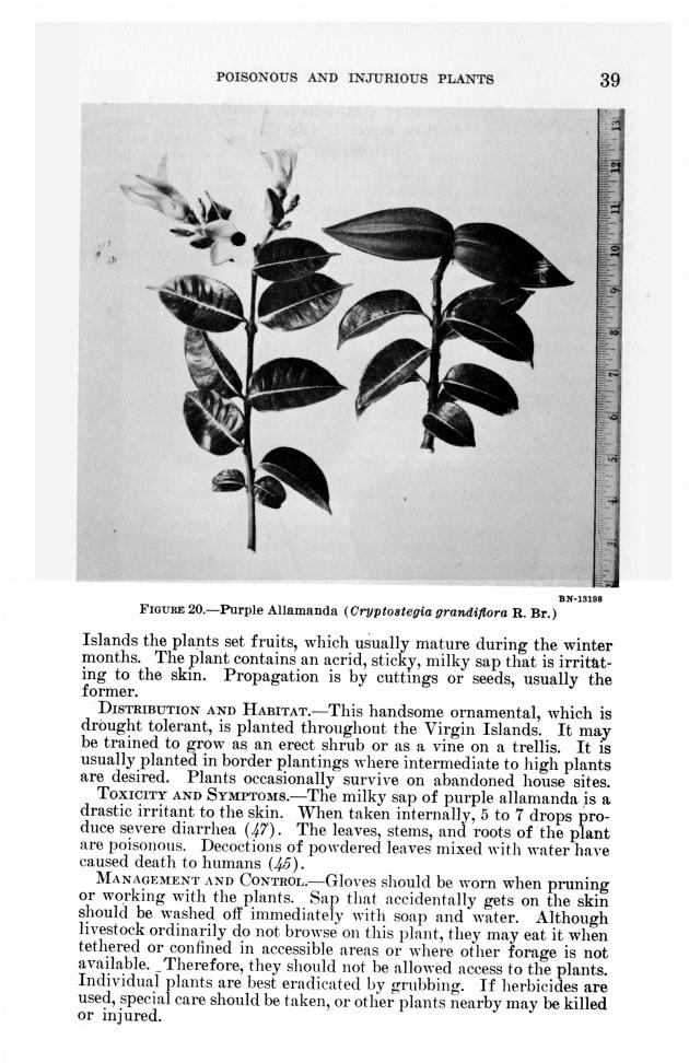 Poisonous and injurious plants of the U.S. Virgin Islands - 0045