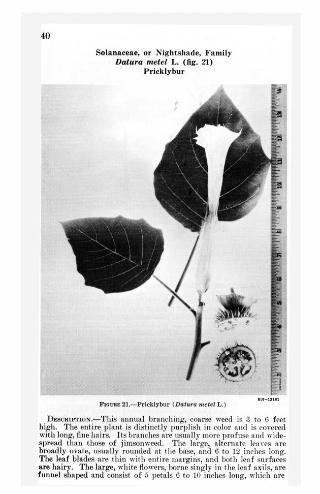 Poisonous and injurious plants of the U.S. Virgin Islands - 0046