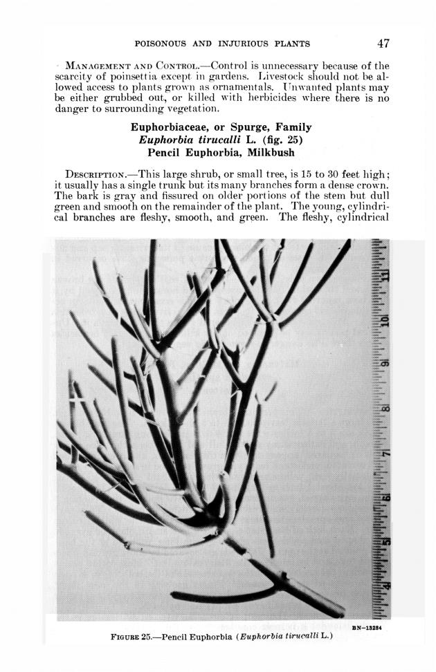 Poisonous and injurious plants of the U.S. Virgin Islands - 0053