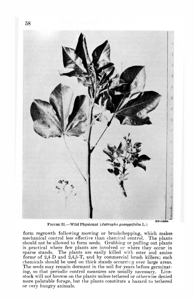 Poisonous and injurious plants of the U.S. Virgin Islands - 0064