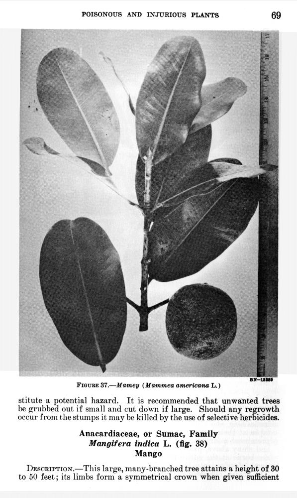 Poisonous and injurious plants of the U.S. Virgin Islands - 0075