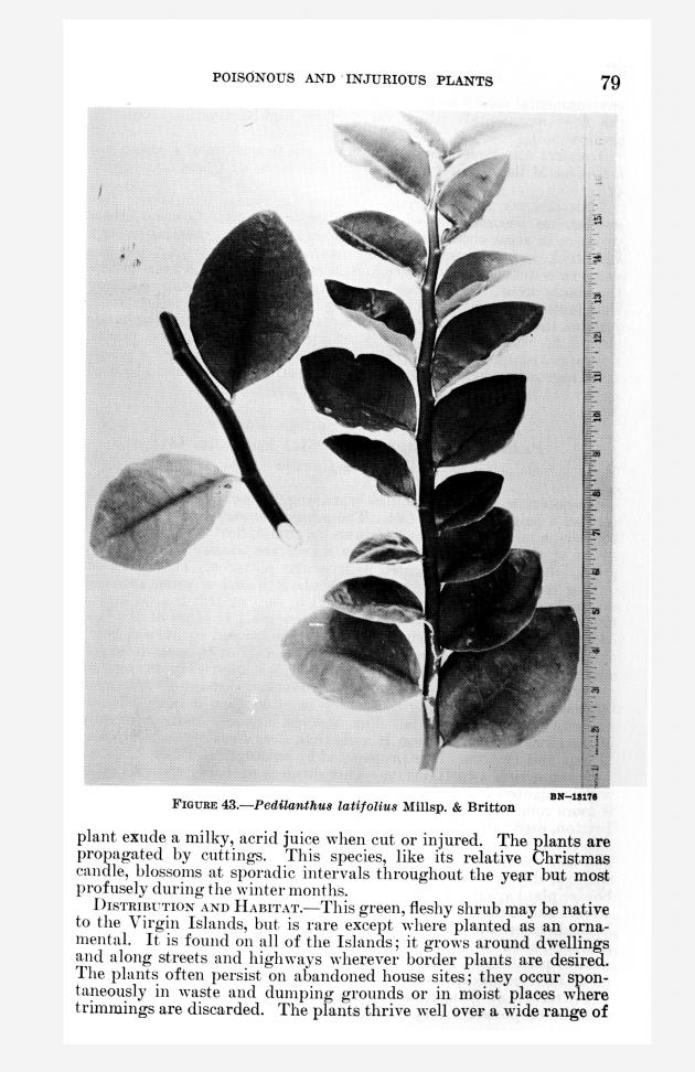 Poisonous and injurious plants of the U.S. Virgin Islands - 0085