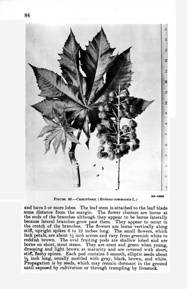 Poisonous and injurious plants of the U.S. Virgin Islands - 0090