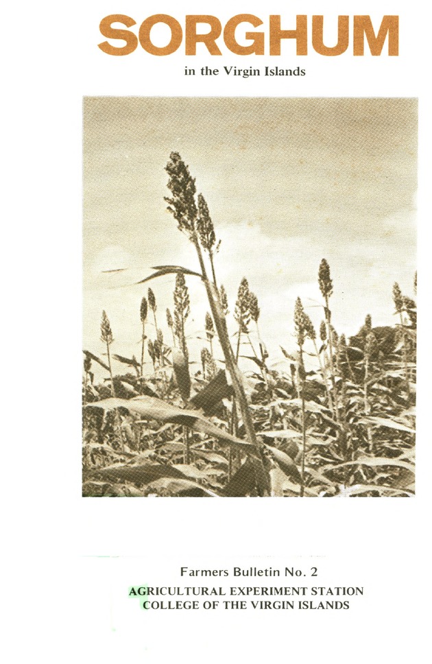 Sorghum in the Virgin Islands - 0001