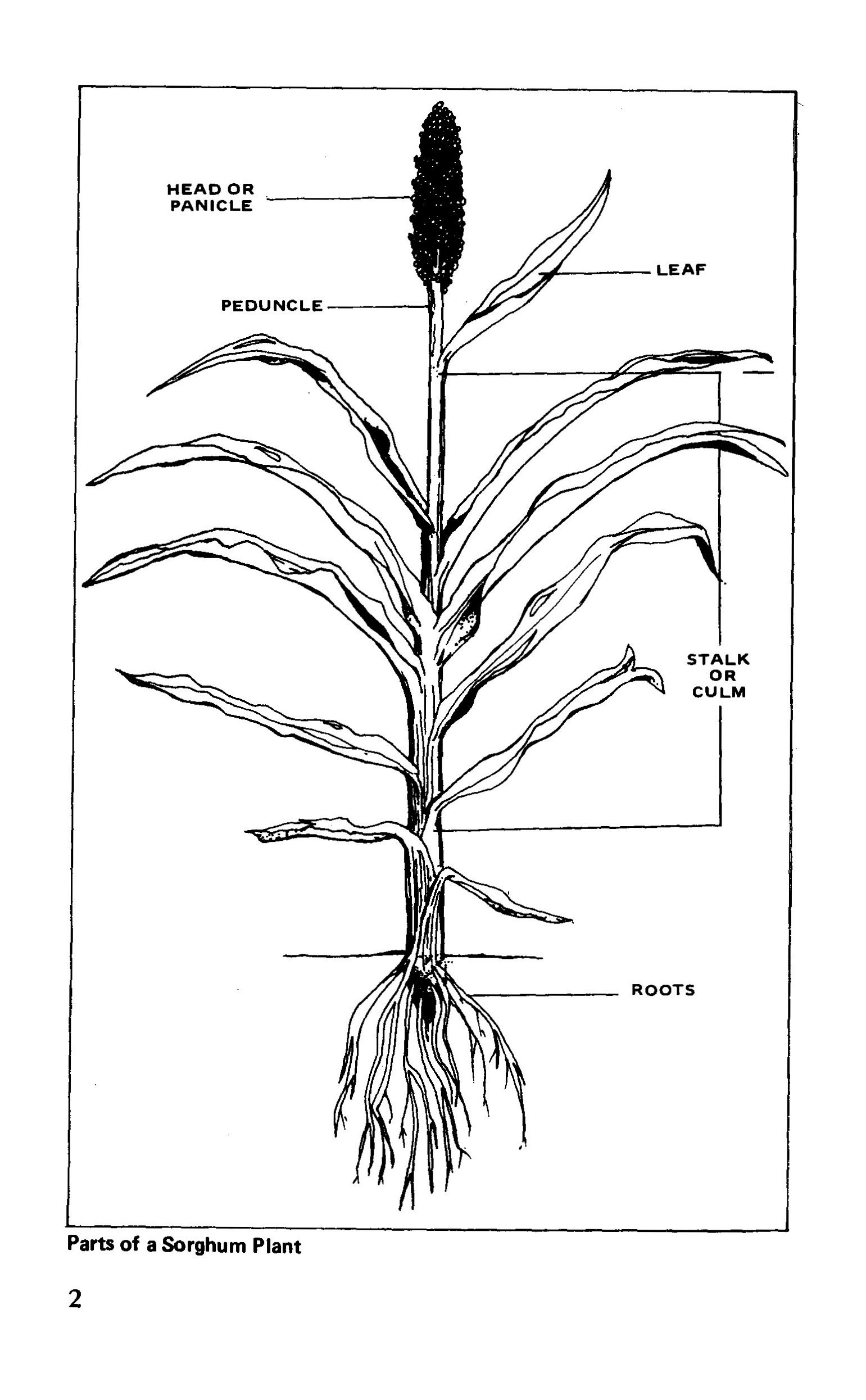 Sorghum in the Virgin Islands - 0004