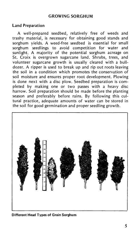 Sorghum in the Virgin Islands - 0007