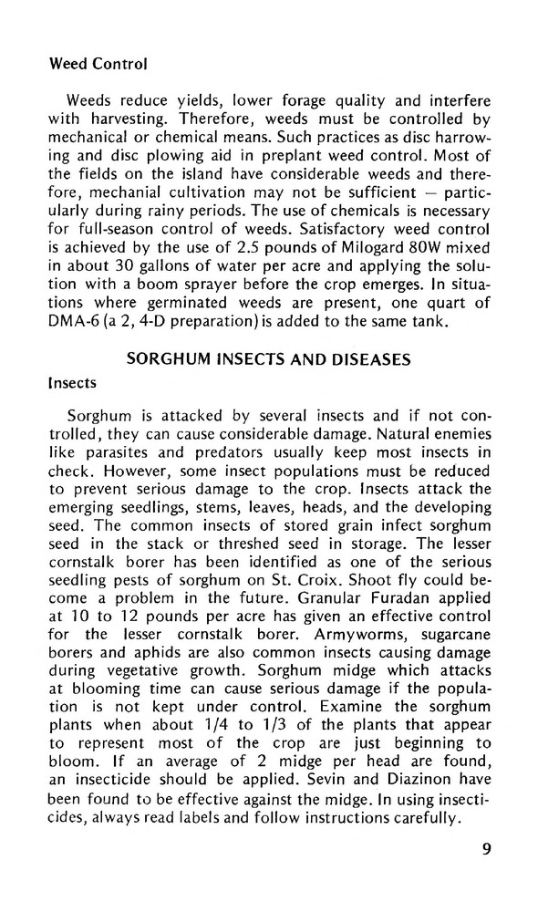 Sorghum in the Virgin Islands - 0011