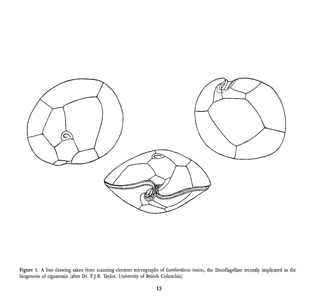 Virgin Islands perspective : V.I.P. : agricultural research notes. Vol. 2. Num. 1. - Page 13