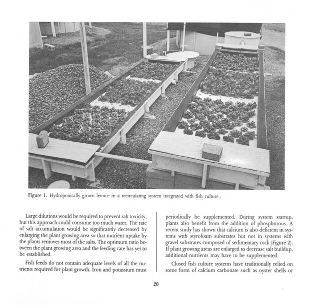 Virgin Islands perspective : V.I.P. : agricultural research notes. Vol. 2. Num. 1. - Page 20