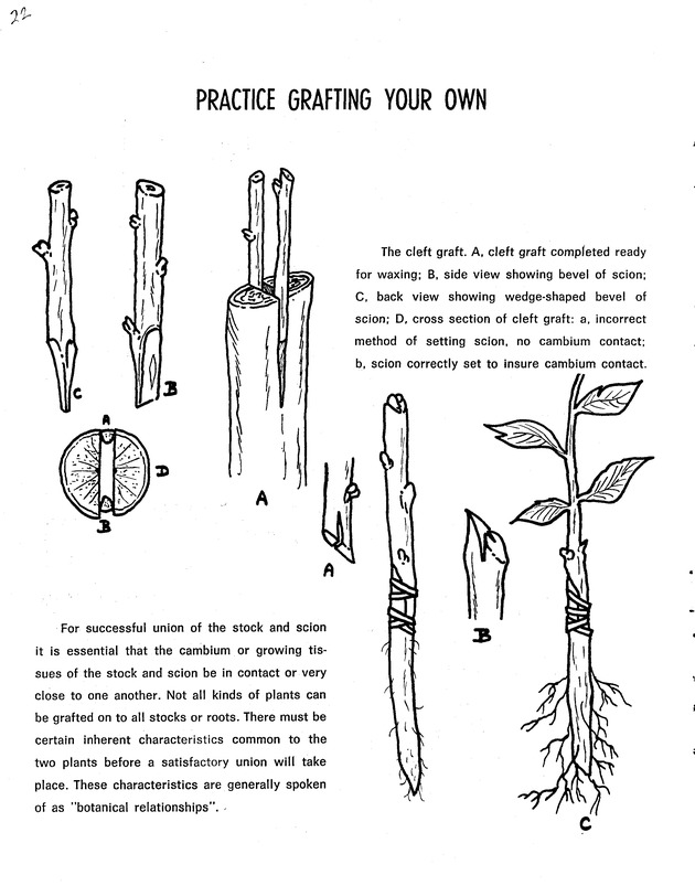 Agriculture and food fair of St. Croix, Virgin Islands 1971 - Page 23