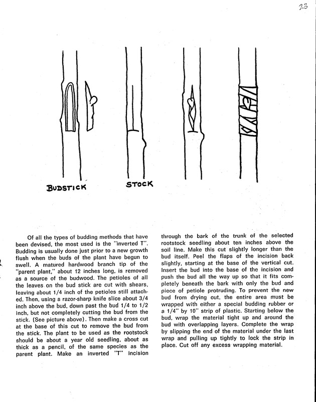 Agriculture and food fair of St. Croix, Virgin Islands 1971 - Page 24