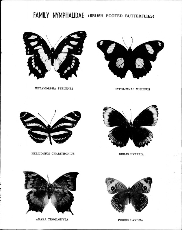 Virgin Islands Agriculture and food fair 1975 - Page 48