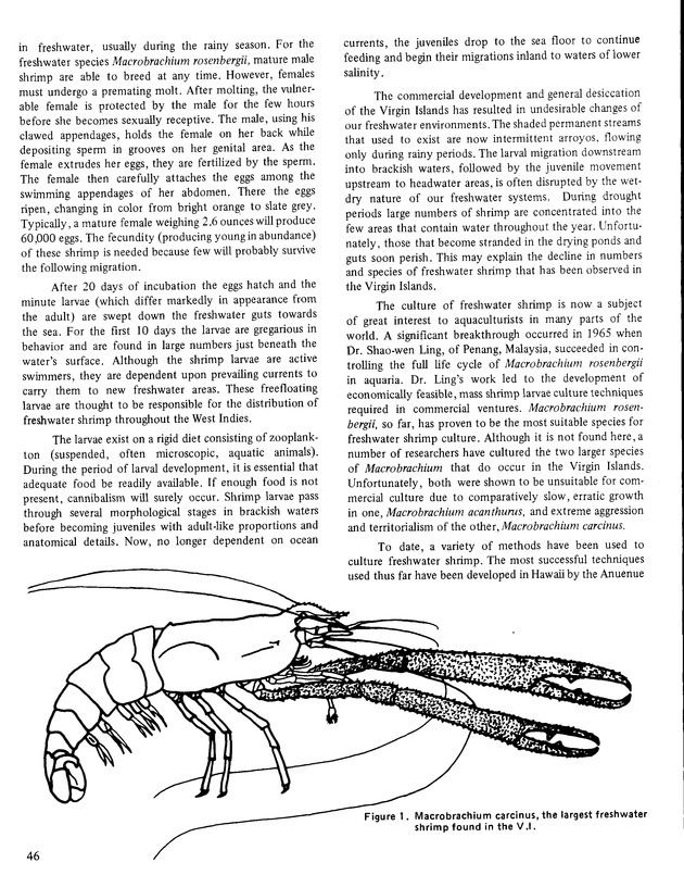 9th Annual Agriculture and food fair of the Virgin Islands1979. - Page 47