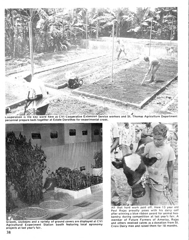 10th Annual Agriculture and food fair of the Virgin Islands 1980. - Page 39