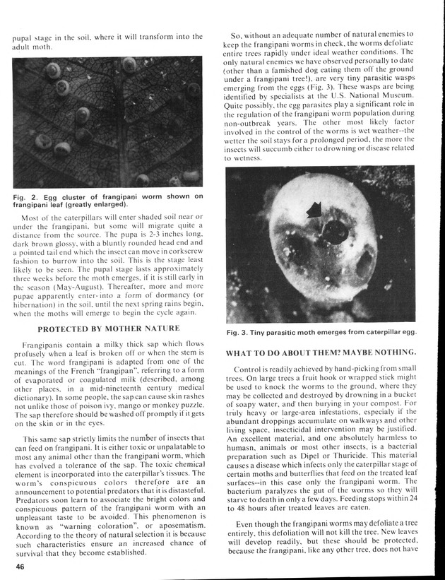 12th Annual Agriculture and food fair of the Virgin Islands 1982. - Page 47