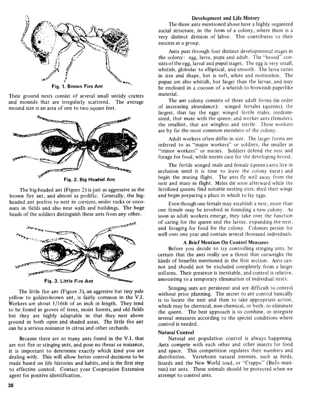 15th Annual Agriculture and food fair of the Virgin Islands 1985. - Page 39