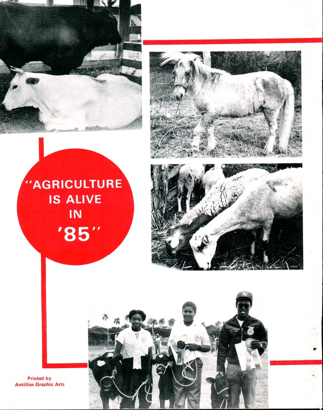 15th Annual Agriculture and food fair of the Virgin Islands 1985. - Page 95