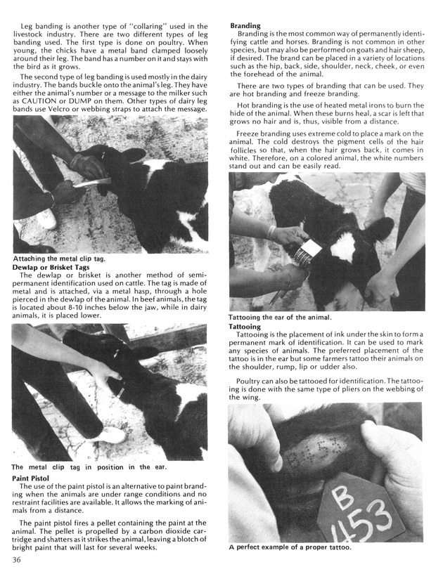 Virgin Islands  Agriculture and food fair 1987. - Page 37