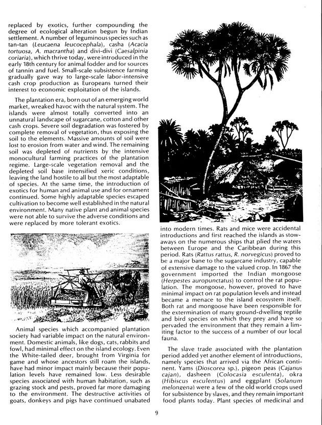 Agrifest : agriculture and food fair of St. Croix, Virgin Islands. 1992. - Page 17