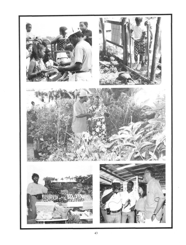 Agrifest : agriculture and food fair of St. Croix, Virgin Islands. 1993 - Page 43