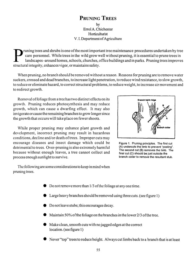 Agrifest : agriculture and food fair of St. Croix, Virgin Islands. 1999. - Page 55