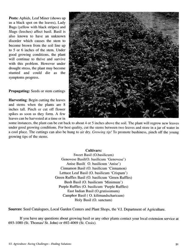 Agrifest : agriculture and food fair of St. Croix, Virgin Islands. 2002. - Page 31