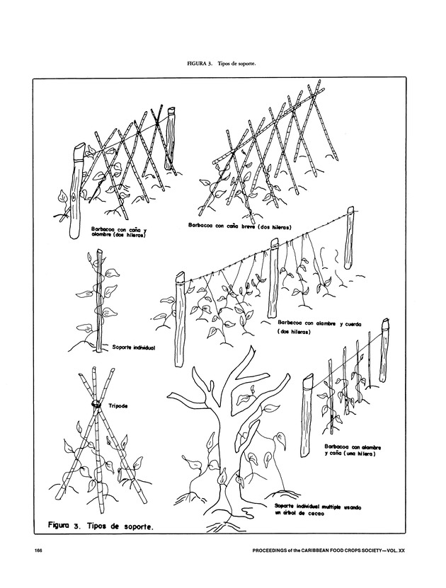 Proceedings of the 20th Annual meeting of the Caribbean Food Crops Society. St. Croix, U.S. Virgin Islands : October 21-26, 1984 - Page 166