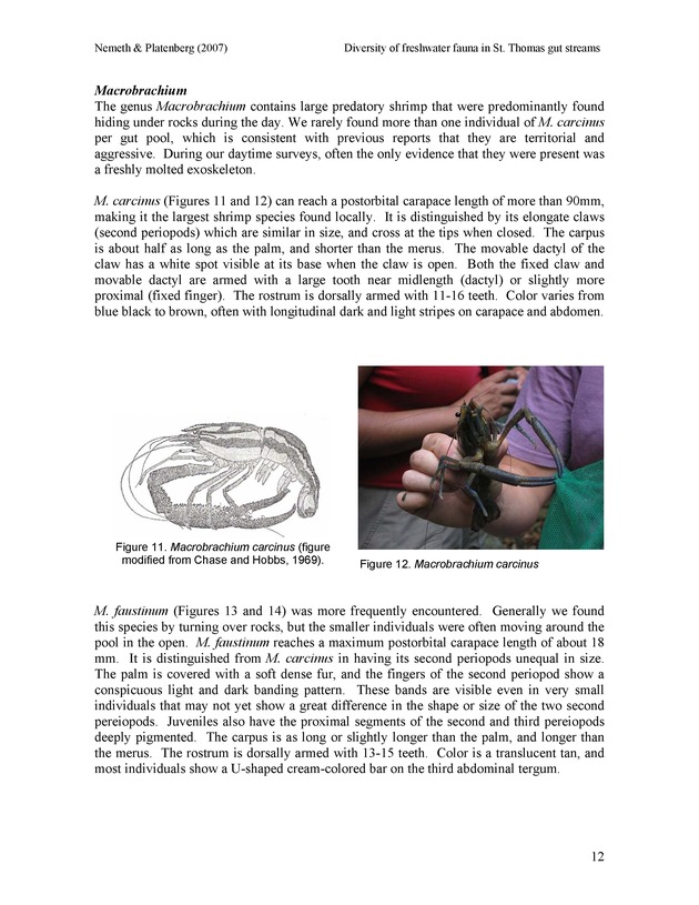 Diversity of freshwater fish and crustaceans of St. Thomas watersheds and its relationship to water quality as affected by residential and commercial development - Page 12