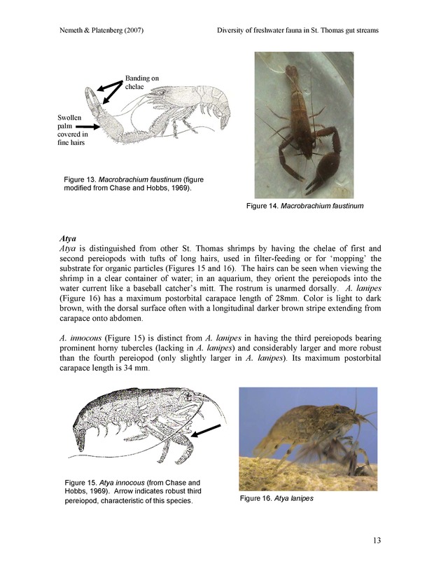 Diversity of freshwater fish and crustaceans of St. Thomas watersheds and its relationship to water quality as affected by residential and commercial development - Page 13