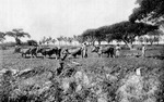 Ploughing in St. Croix