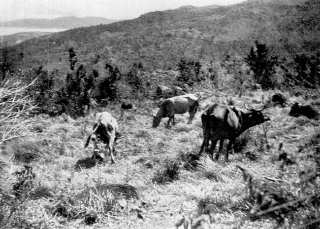 Pasture land in St. Thomas