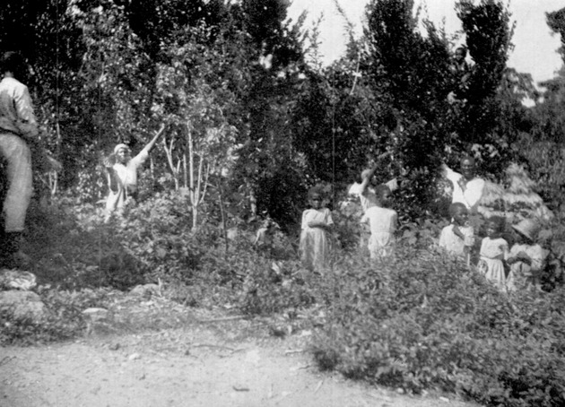 Workers on the Bay Tree Estates, St. John