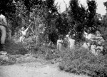 Workers on the Bay Tree Estates, St. John