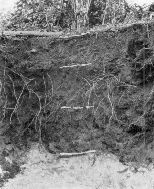 Cross-section of aboriginal mount, Magen's Bay, St. Thomas