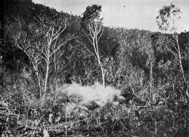 Clearing land by fire, Magen's Bay, St. Thomas