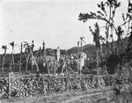 Ruins of K. C. Bay Sugar Estate, St. John